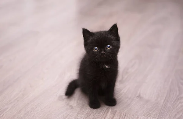 Pequeno Gatinho Preto — Fotografia de Stock