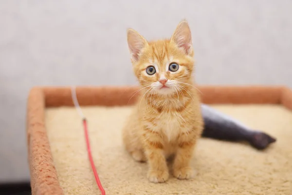 Kırmızı Çizgili Kedi Yavrusu Bizden — Stok fotoğraf