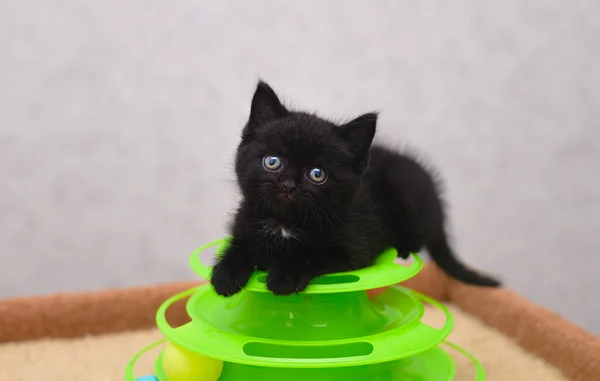 Маленький Чорний Кошеня Іграшці — стокове фото