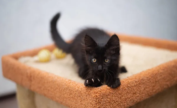 Evde Küçük Siyah Bir Kedi Yavrusu Yatıyor — Stok fotoğraf