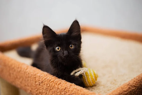 Evde Küçük Siyah Bir Kedi Yavrusu Yatıyor — Stok fotoğraf