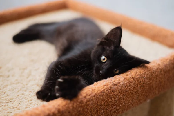 Evde Küçük Siyah Bir Kedi Yavrusu Yatıyor — Stok fotoğraf