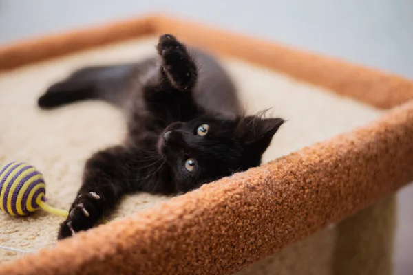 Küçük Siyah Kedi Oynuyor — Stok fotoğraf