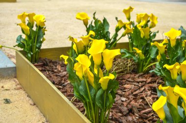 Festival de las Flores de Girona 