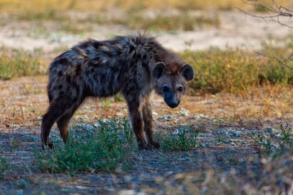 Hyena in the national park in Tanzania