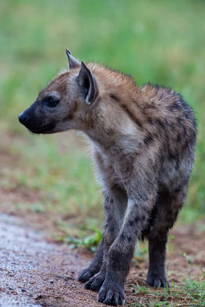 Hyena in the national park in Tanzania