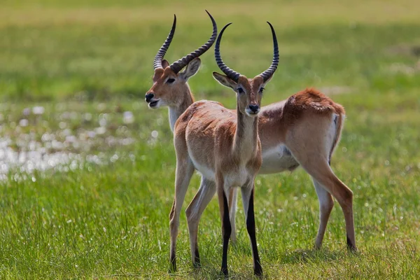 Impala in Tanzania's national park