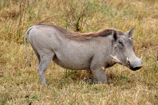 Warthog in natural habitat — Stock Photo © EcoPic #101587196