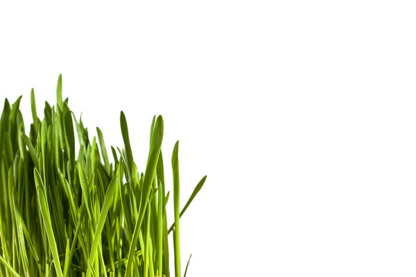 Grass on an isolated background