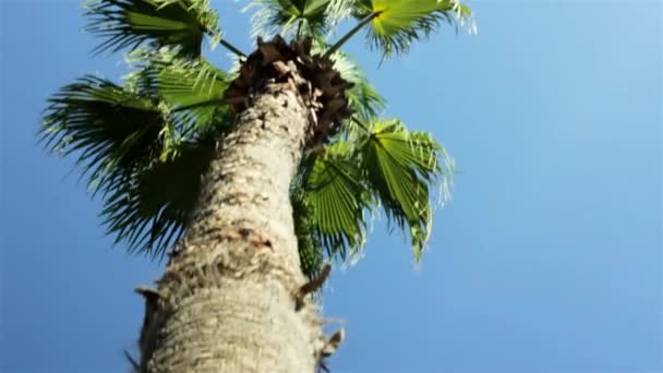 Ruchy kamery z bliska oddział na szczycie palmy w błękitne niebo — Wideo stockowe