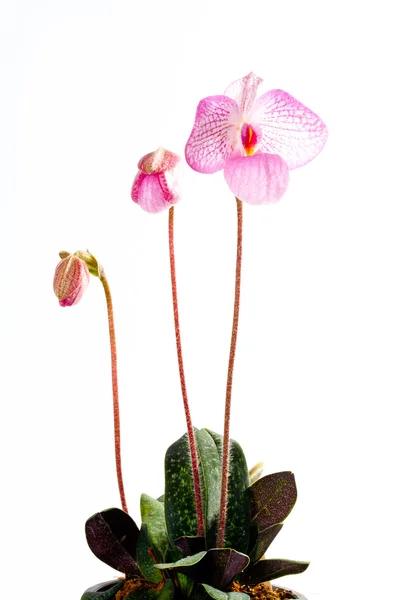 PAPH. Büyülü fener — Stok fotoğraf