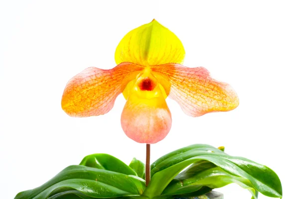 PAPH hangianum x paph. malipoense — Foto de Stock