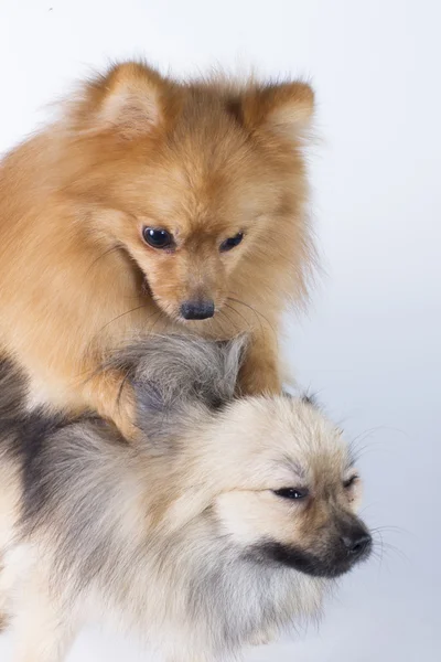 Pomeranian gösteri şampiyonu köpek, beyaz zemin üzerine — Stok fotoğraf