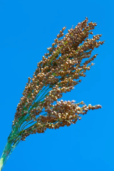 Sorgo bicolore — Foto Stock