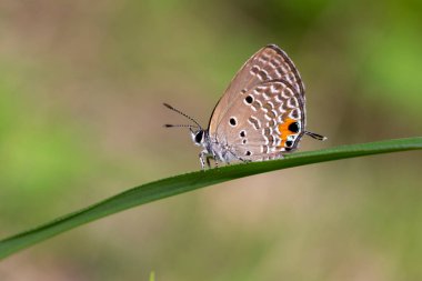 Malezya kelebeği ya da Megisba malaya, Lycaenidae familyasından bir kelebek türü. Yerde küçük güzel bir kelebek. 