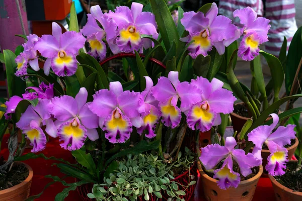 Pink cattleya flowers,Isolated pink color flowers blooming bouquet. Wild cattleya orchid plant growing in pot for home care.