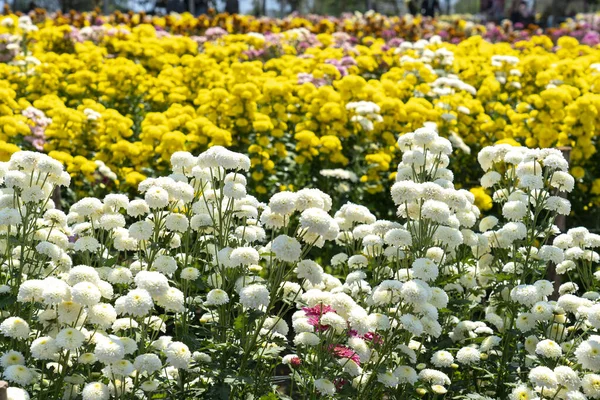 Bella Carta Parati Diversi Fiori Crisantemo Natura Autunno Fondo Floreale — Foto Stock