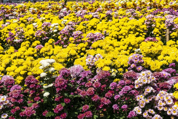Beautiful Wallpaper Different Chrysanthemum Flowers Nature Autumn Floral Background Chrysanthemums — Stock Photo, Image