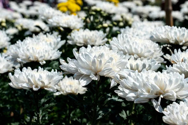 White Chrysanthemum Morifolium Flower Leaves — Foto Stock