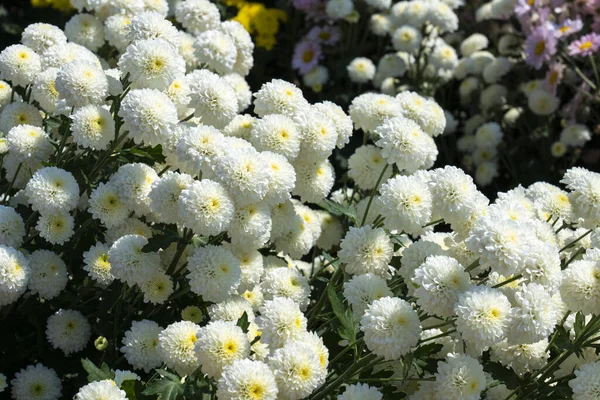 Crisantemo Bianco Fiore Morifolio Con Foglie — Foto Stock