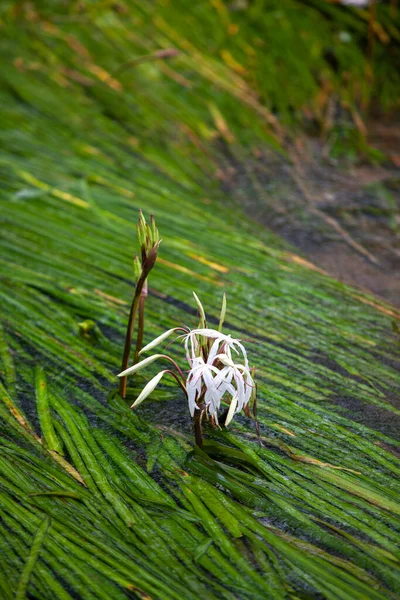 Crinum Thaianum Tajlandzka Cebula Cebula Wodna Cebula Jest Zagrożonym Gatunkiem — Zdjęcie stockowe