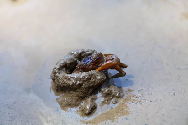 Mangroves Ekosystem Färgglada Fiddler Krabbor Fram Sin Håla Och Promenader — Stockfoto