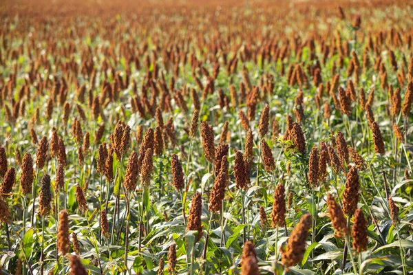 Mijo Sorgo Cultivo Importante Cereales Campo Sorgo Cereal Ampliamente Cultivado —  Fotos de Stock