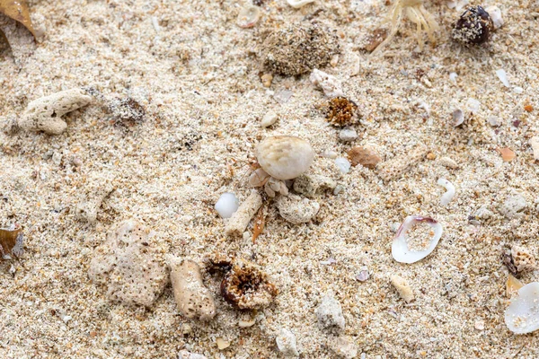 Small Hermit Crab Sand Island Koh Mook Thailand Hermit Crab — Stock Photo, Image