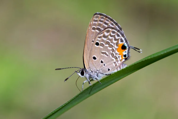 Megisba Malaya Uma Espécie Borboleta Família Lycaenidae Uma Linda Borboleta — Fotografia de Stock