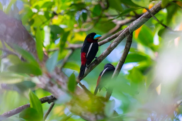 Black Red Broadbill Female Male Sweetheart Husband Wife Wildlife Jungle — Stock Photo, Image
