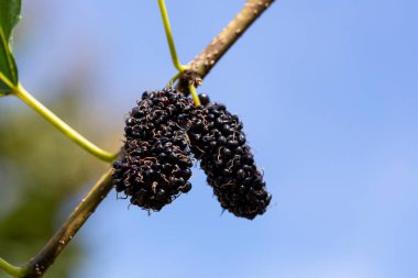 Organik dut ağacı ve yeşil yapraklar. Ağacın dalında siyah olgun ve kırmızı olgunlaşmamış dutlar. Ağaçta kırmızı mor dut. Taze dut fiber ve besin sağlar..