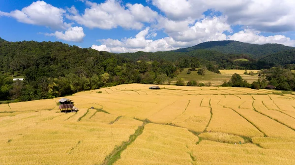 Foto Pesawat Tak Berawak Ladang Padi Bertingkat Hijau Dan Gubuk — Stok Foto