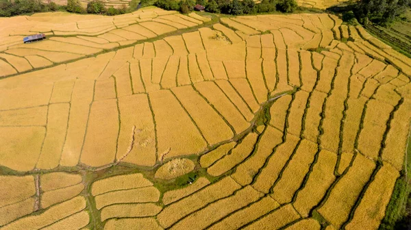 空中写真ドローン タイ北部のクンユアム郡前ホンソン省で収穫期に緑の棚田と農家小屋 — ストック写真