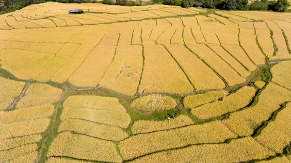 Luchtfoto Drone Groene Terrasvormige Rijstvelden Boerenhut Tijdens Oogstperiode Khun Yuam — Stockfoto