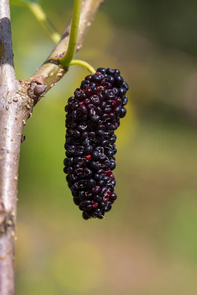 Árbol Frutal Morera Orgánica Hojas Verdes Moras Negras Maduras Rojas —  Fotos de Stock
