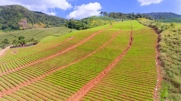 ドローンの空中写真 カレンの丘の部族の栽培プロットモンMicroweb村でも 香港ソンタイ — ストック写真