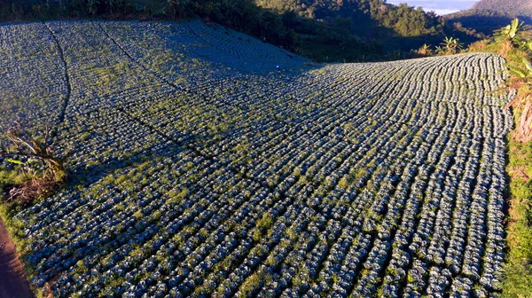 ドローンの空中写真 カレンの丘の部族の栽培プロットモンMicroweb村でも 香港ソンタイ — ストック写真