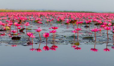  Many blooming lotuses on the lake in the Ban Bua Daeng,Nonghan  Udon Thani , picture of beautiful lotus flower field at the red lotus Panorama View.