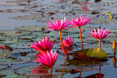  Many blooming lotuses on the lake in the Ban Bua Daeng,Nonghan  Udon Thani , picture of beautiful lotus flower field at the red lotus Panorama View.