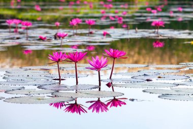  Many blooming lotuses on the lake in the Ban Bua Daeng,Nonghan  Udon Thani , picture of beautiful lotus flower field at the red lotus Panorama View.