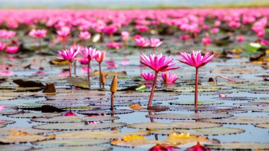  Many blooming lotuses on the lake in the Ban Bua Daeng,Nonghan  Udon Thani , picture of beautiful lotus flower field at the red lotus Panorama View.