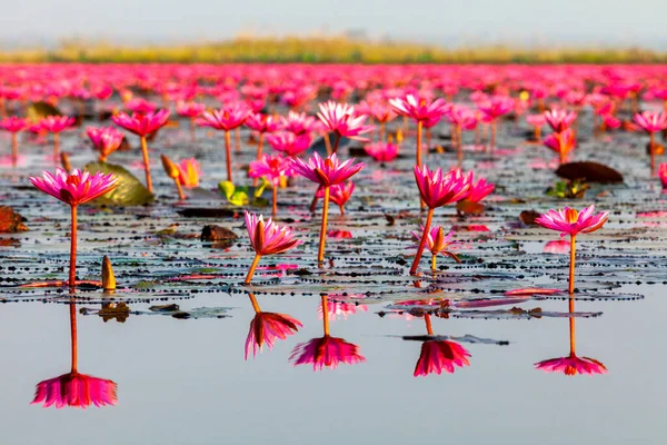 Many blooming lotuses on the lake in the Ban Bua Daeng,Nonghan  Udon Thani , picture of beautiful lotus flower field at the red lotus Panorama View.