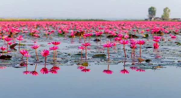 Many Blooming Lotuses Lake Ban Bua Daeng Nonghan Udon Thani — Photo