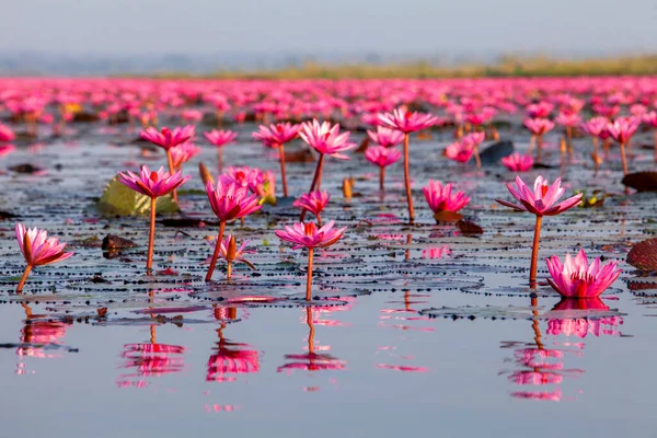 Many blooming lotuses on the lake in the Ban Bua Daeng,Nonghan  Udon Thani , picture of beautiful lotus flower field at the red lotus Panorama View.