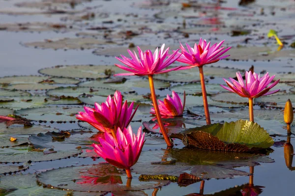  Many blooming lotuses on the lake in the Ban Bua Daeng,Nonghan  Udon Thani , picture of beautiful lotus flower field at the red lotus Panorama View.