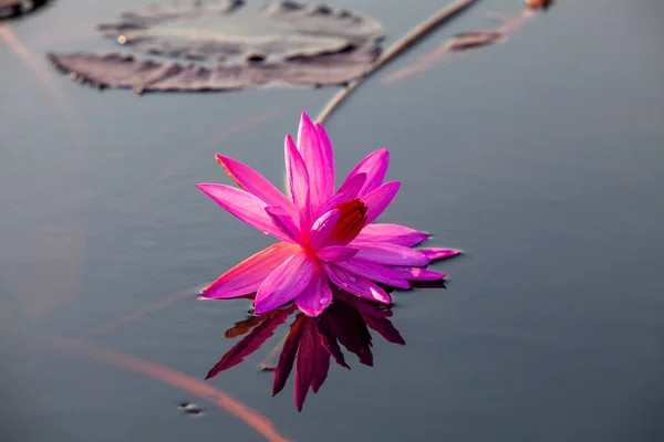 Many blooming lotuses on the lake in the Ban Bua Daeng,Nonghan  Udon Thani , picture of beautiful lotus flower field at the red lotus Panorama View.