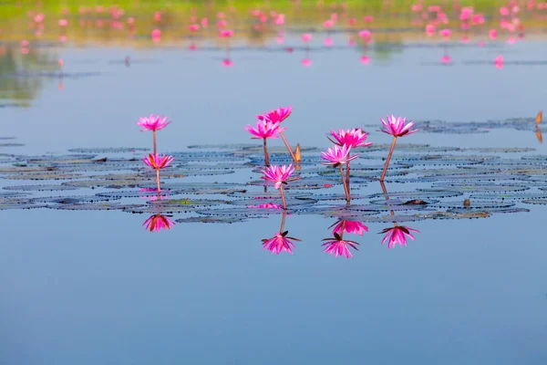 Многие Цветущие Лотосы Озере Ban Bua Daeng Nonghan Udon Thani — стоковое фото