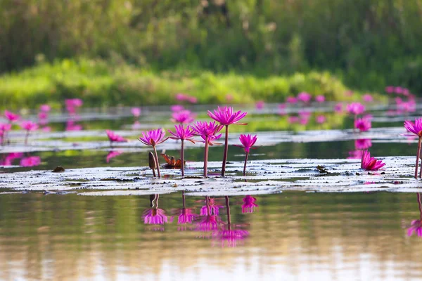 Many blooming lotuses on the lake in the Ban Bua Daeng,Nonghan  Udon Thani , picture of beautiful lotus flower field at the red lotus Panorama View.