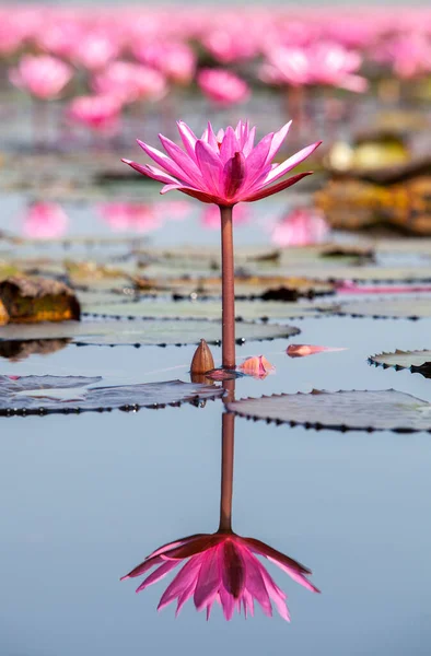 Many Blooming Lotuses Lake Ban Bua Daeng Nonghan Udon Thani — Photo