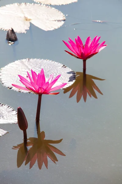 Many Blooming Lotuses Lake Ban Bua Daeng Nonghan Udon Thani — Photo